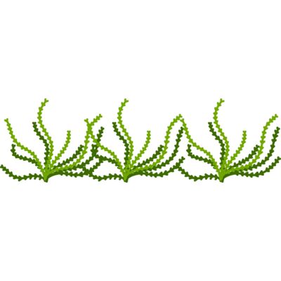Sea Plant Thumbnail